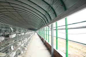 养殖肉鸽建设鸽舍要求