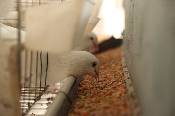 鸽子养殖如何解决销路问题