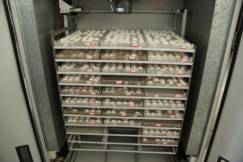 肉鸽养殖机械孵化技术（上）